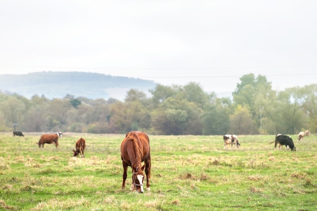 Bello ippocastano che pasce nel campo di estate del prato verde.