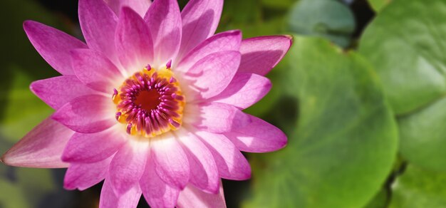 Bello loto rosa o waterlily che fiorisce nello stagno