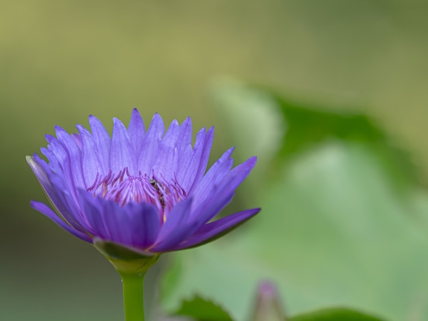 Bello loto viola che fiorisce sullo stagno vago