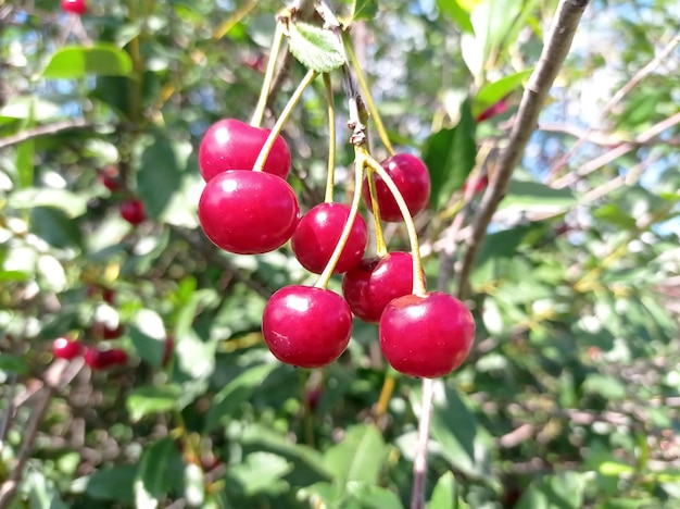 bello, luminoso, maturo, succoso, frutto, bacca, rosso, ciliegia, raccolto, all'aperto, giardinaggio, giardino