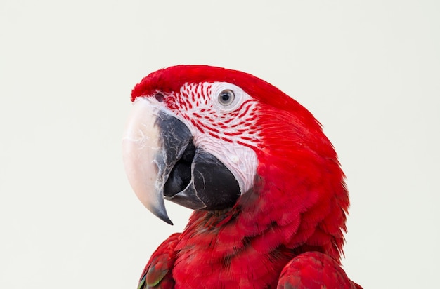 Bello macaw rosso del pappagallo dell&#39;animale domestico