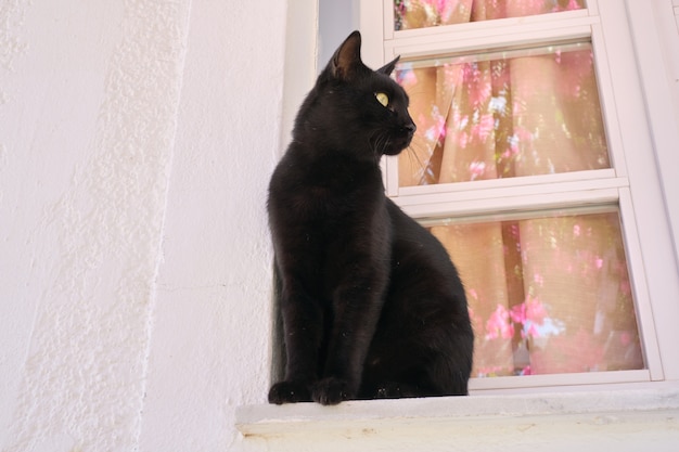 Bello maschio adulto del gatto nero che si siede sul davanzale della finestra che osserva al lato