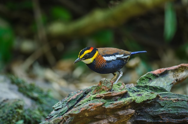 Bello maschio di Pitta fasciato malese (Hydrornis irena)