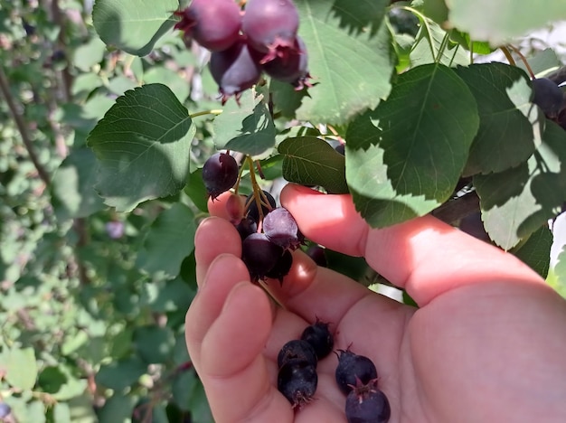 bello, maturo, succoso, frutti di bosco, blu, rosso, shadberry, in un palmo femminile, raccolta, giardinaggio