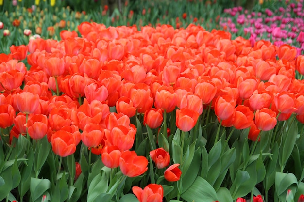 Bello mazzo dei tulipani rossi in giardino