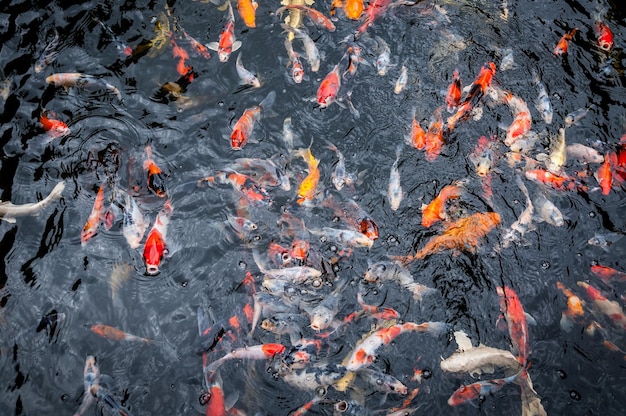 Bello nuoto del pesce di koi della carpa nello stagno nel giardino