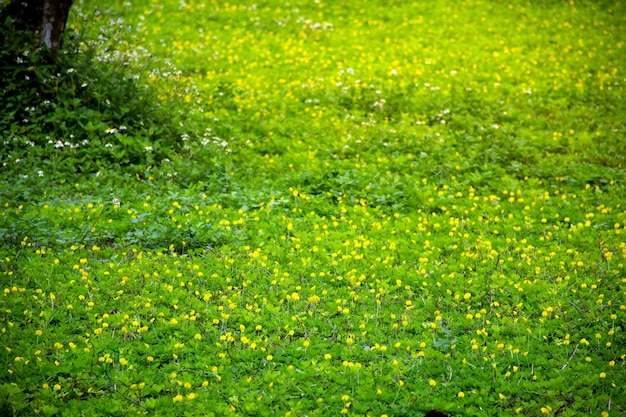 Bello paesaggio il colore della priorità bassa verde del campo