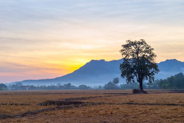 Bello paesaggio naturale per il rilassamento in Phu Luang, provincia di Loei Tailandia