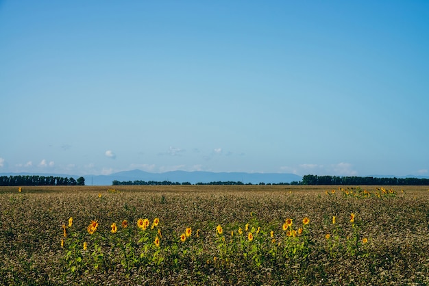 Bello paesaggio scenico con i girasoli raccolti nel campo vuoto sotto cielo blu. Alcuni girasoli crescono tra campi vuoti all'orizzonte con alberi. Piantagione di fiori di sole. Tempo di raccolta.