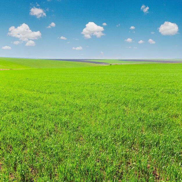 Bello paesaggio soleggiato del paese del campo della sorgente