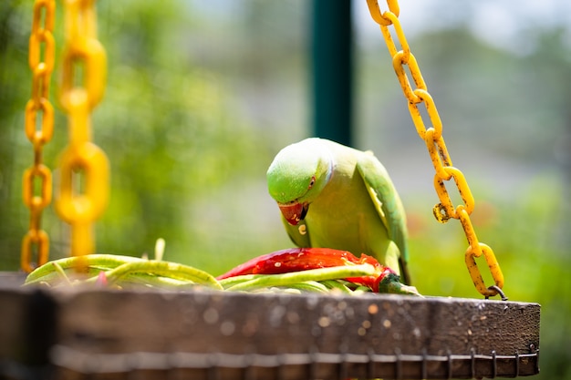 Bello pappagallo colorato del primo piano nel parco che mangia peperoncino. Osservazione uccelli
