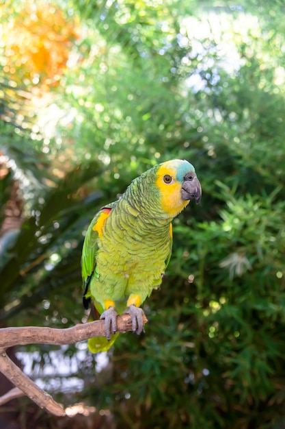 Bello pappagallo verde di amazon fra i rami verdi delle palme