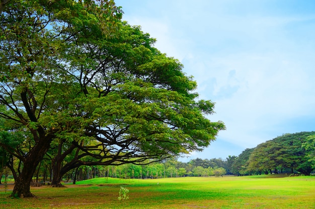 Bello parco degli alberi degli alberi di paesaggio e prato inglese verde fresco