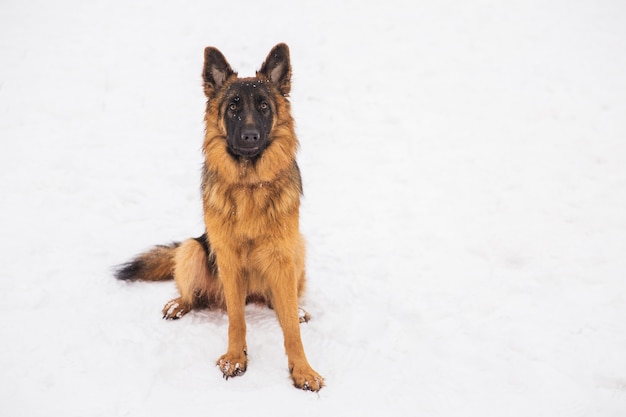 Bello pastore marrone che si siede sulla neve in un parco