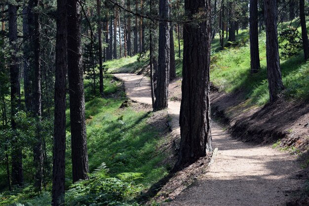 Bello percorso per passeggiate e jogging nella foresta