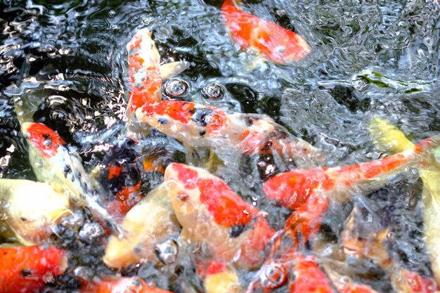 Bello pesce di koi in uno stagno nel giardino