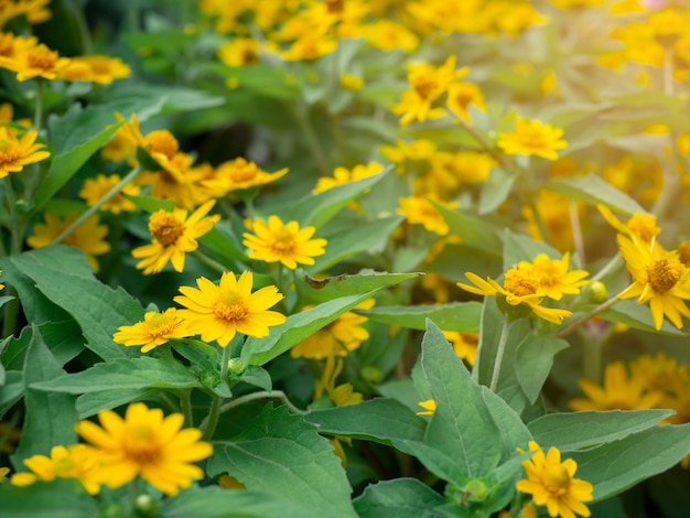 bello piccolo fiore stella gialla (Melampodium divaricatum) su sfondo verde giardino