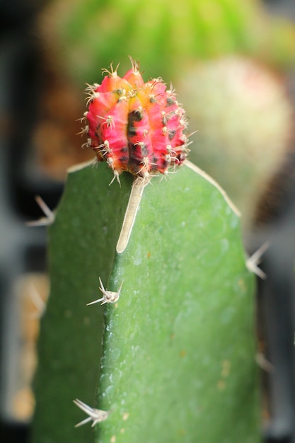 Bello piccolo il cactus nella pentola