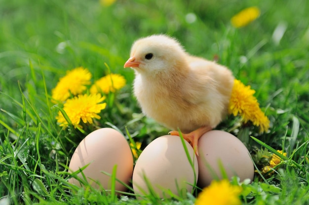 Bello piccolo pollo sull'erba verde