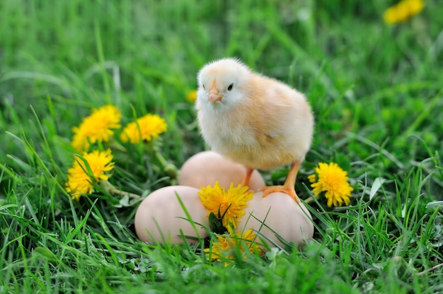 Bello piccolo pollo sull'erba verde