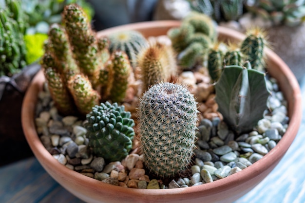 Bello primo piano del cactus del terrario