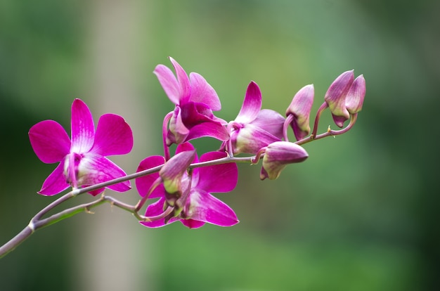 Bello primo piano del fiore dell'orchidea