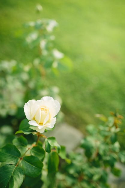 Bello primo piano del fiore della rosa bianca che fiorisce sul cespuglio nel giardino di tramonto