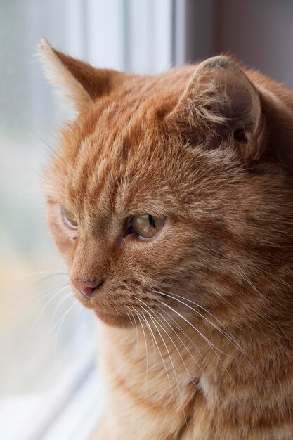 Bello primo piano del gatto rosso