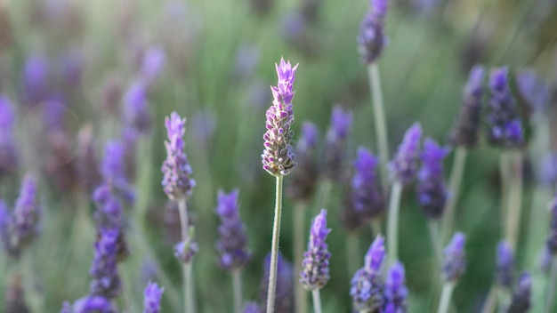 Bello primo piano del giacimento della lavanda. Primavera, concetto di giardinaggio.