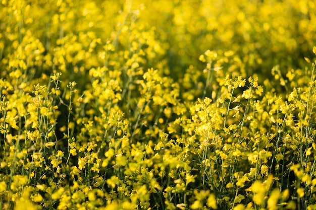 Bello primo piano di fioritura del giacimento della colza. Focalizzazione morbida