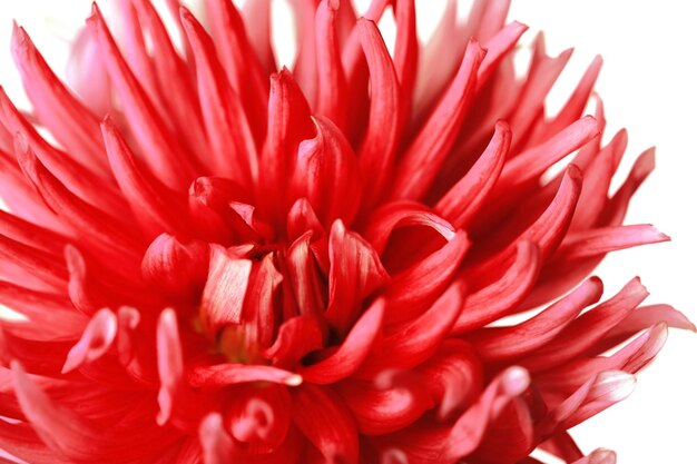 Bello primo piano rosso del fiore della dalia