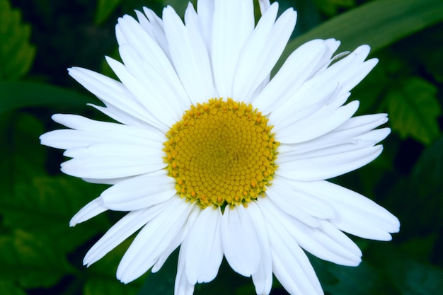 Bello primo piano soleggiato dei fiori della camomilla