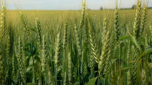 Bello raccolto di maturazione del paesaggio verde del grano alla campagna rurale Spain