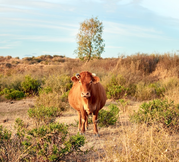 Bello scatto di una mucca marrone nel campo