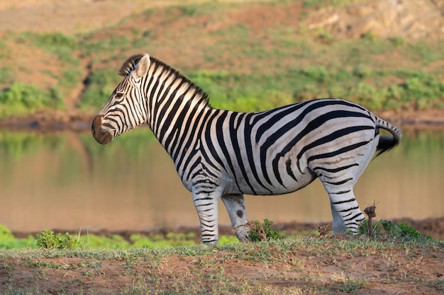 Bello scatto di una zebra in un campo vicino a un lago