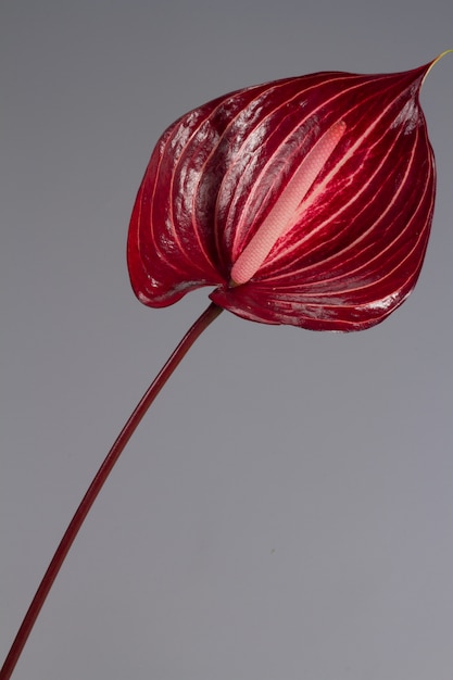Bello singolo fiore sbocciante rosso scuro dell'Anthurium, vista del primo piano