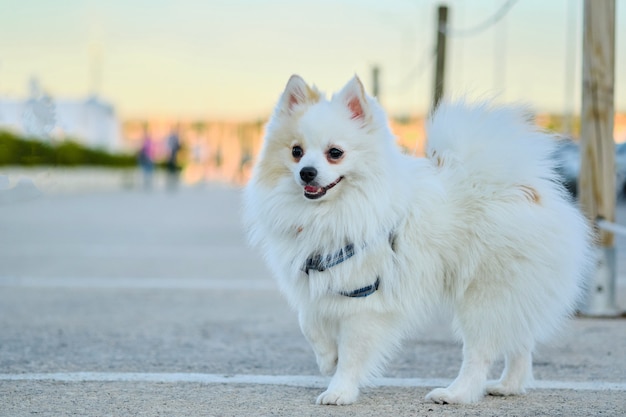 Bello spitz pomeranian bianco che cammina all'aperto sulla via.