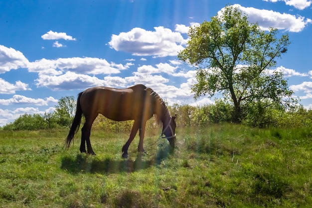 Bello stallone selvaggio del cavallo marrone sul prato del fiore di estate