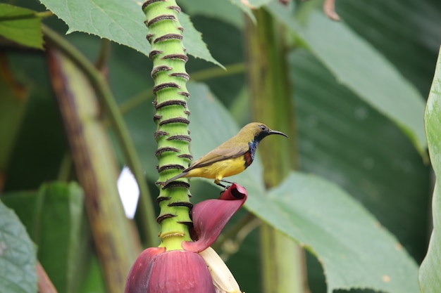 Bello Sunbird dal ventre giallo