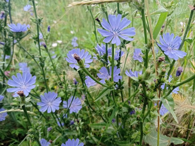 bello, tenero, fresco, azzurro, leggero, fiori, cicoria, campo, curativo, utile