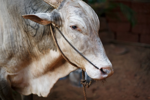 Bello toro sacro grigio Zebu in India
