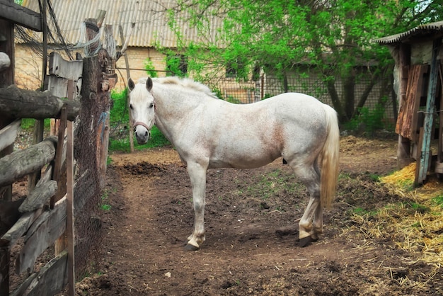 Bello, tranquillo, cavallo bianco aspetta nel paddock