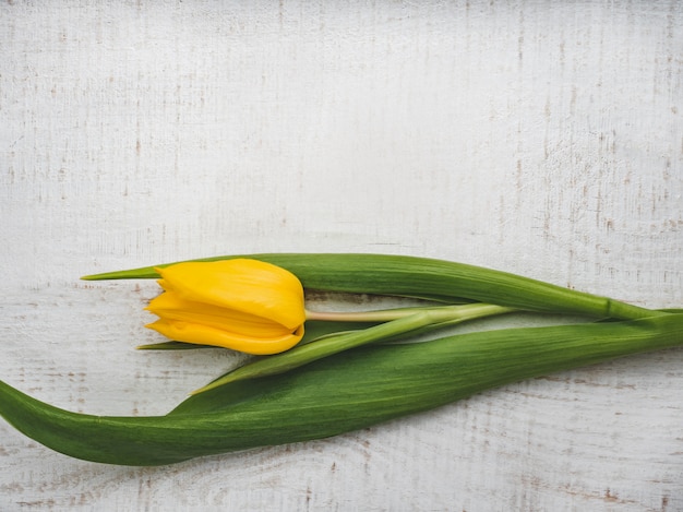 Bello tulipano che si trova su una tabella bianca