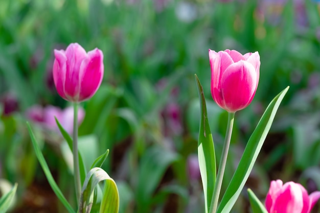 Bello tulipano rosa in giardino