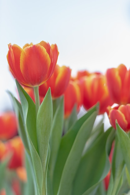 Bello tulipano rosso nel parco.