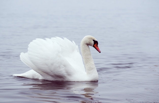 Bello uccello bianco elegante dei cigni su un fiume di inverno nebbioso