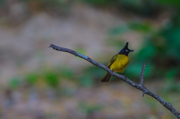 Bello uccello Bulbul dalla cresta nera