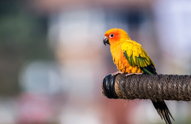 Bello uccello del pappagallo di Macore sul ramo