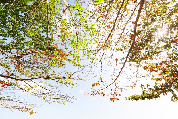 Bello variopinto del fogliame di autunno degli alberi sul fondo di paesaggio del cielo