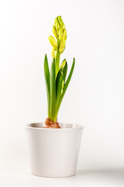 Bello vaso di fiori del giacinto bianco isolato su bianco